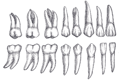 Dentición Permanente en humanos